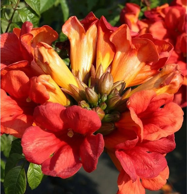 Campsis tagliabuana Klettertrompete Fire Trumpet Vine rote Gartenpflanze 40-60 cm - Bild 1