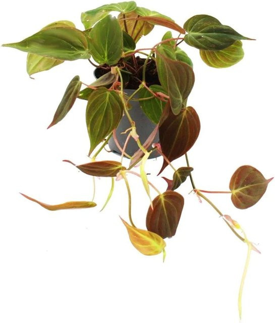 Exotenherz Philodendron Micans Dunkler Kletternder Baumfreund im 12cm Topf - Bild 1