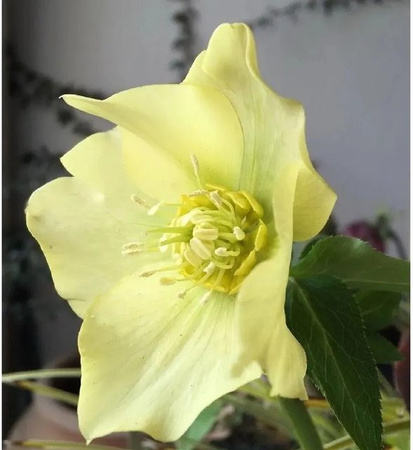 Christrose Yellow Lady Helleborus orientalis gelbe Staude im Topf