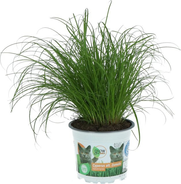 GROW by OBI Vitalfutter Katzengras Cyperus alternifolius zumula als pflegeleichte Zimmerpflanze im Topf mit Durchmesser: 12 cm - Bild 1