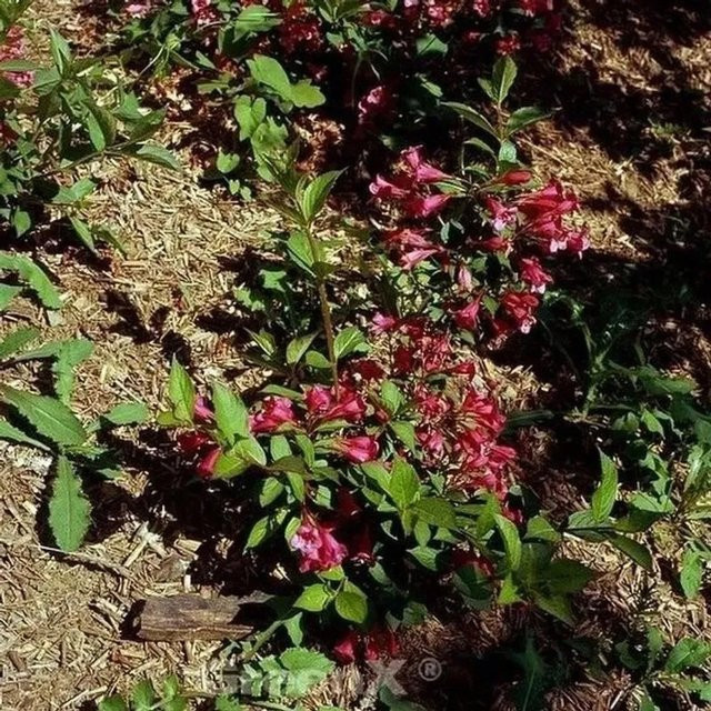 Weigela florida All Summer Red Ziergehölz Heckenpflanze Rot - Bild 1