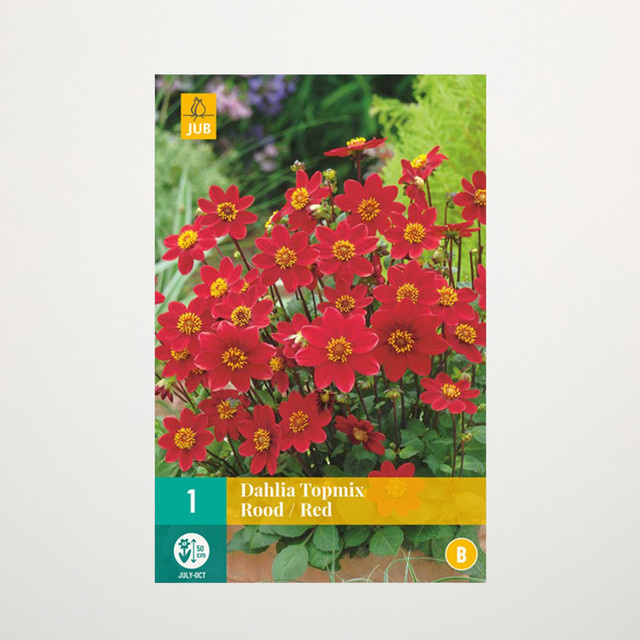 Topmix-Dahlie rote Knolle von BLUME2000 für Beete und Blumenkübel - Bild 1