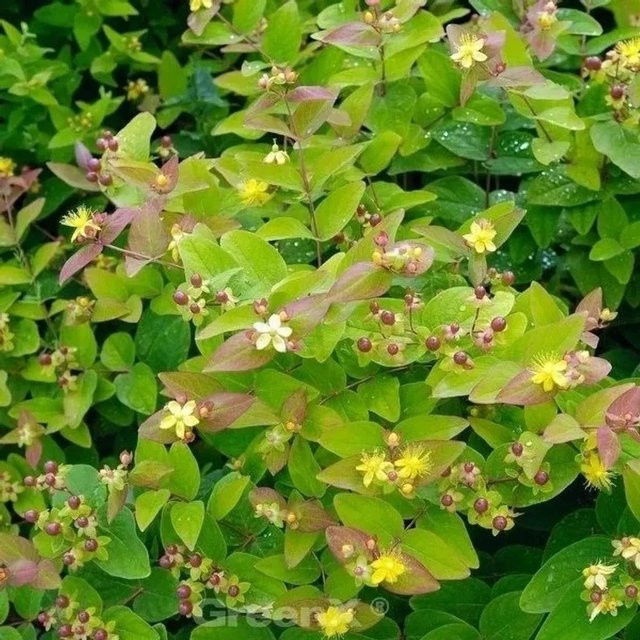 Hypericum androsaemum Mannsblut Halbstrauch von Die Nr-01.de in Gelb und Rot im Topf - Bild 1