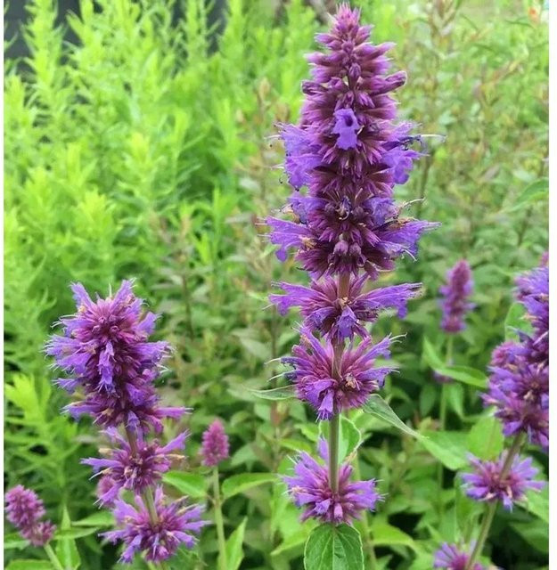 Mexikonessel Blue Boa Agastache rugosa blaue und violette Blütenpflanze im Topf - Bild 1