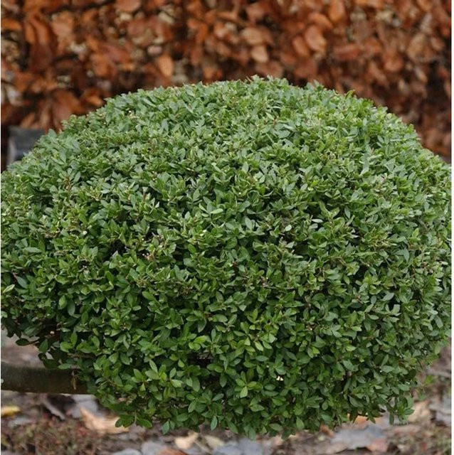 Kugelschnitt Japanische Stechpalme Ilex crenata Buxbol in Grün von Nr-01.de - Bild 1