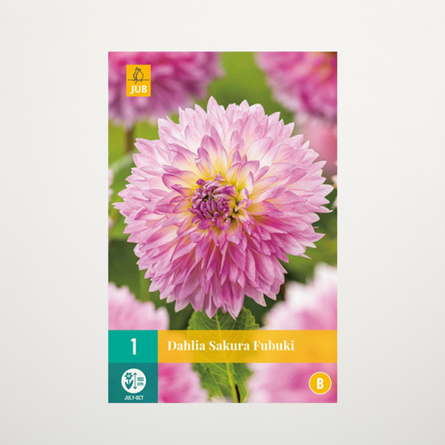 Dahlie Sakura Fubuki Knolle von BLUME2000 - Bild 1