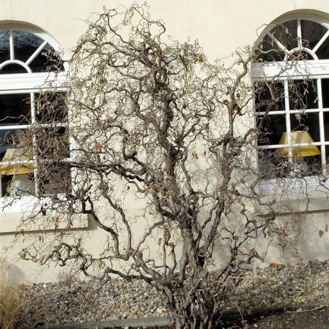 Haselstrauch Corylus avellana für Garten und Floristik, Höhe: 80-100 cm - Bild 1