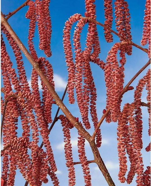 Corylus Avellana Rote Zellernuss Rotlaubige Haselnuss, Höhe: 50–60 cm - Bild 1