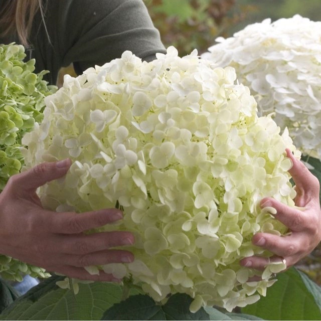 Schneeballhortensie Strong Annabelle von Mein schöner Garten Shop, weiß - Bild 1