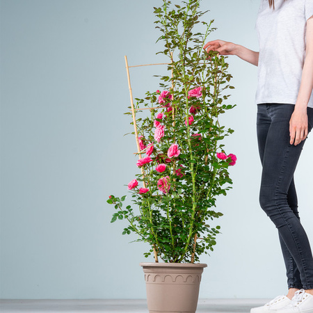 Kletterrose Starlet Eva von BLUME2000 in Rosa