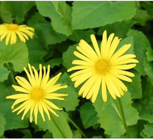 Gemswurz Magnificum Doronicum orientale gelbe Beetpflanze als Schnittblume - Bild 1