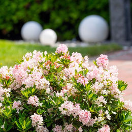 Bloombux® Buchsbaum-Ersatz Set mit 2 floralen Pflanzen in Rosa und Grün - Bild 1