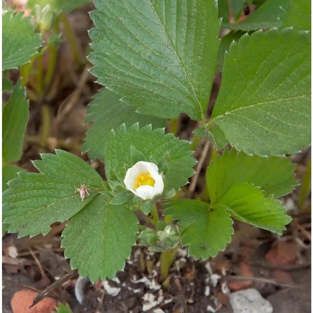 Erdbeere Mieze Schindler Fragaria ananassa für den Garten - Bild 1