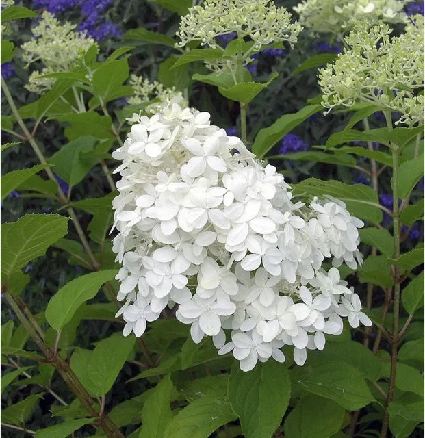 Rispenhortensie Little Hottie Hydrangea paniculata in Grün, Cremeweiß und Rosatönen, Höhe: 30-40 cm - Bild 1