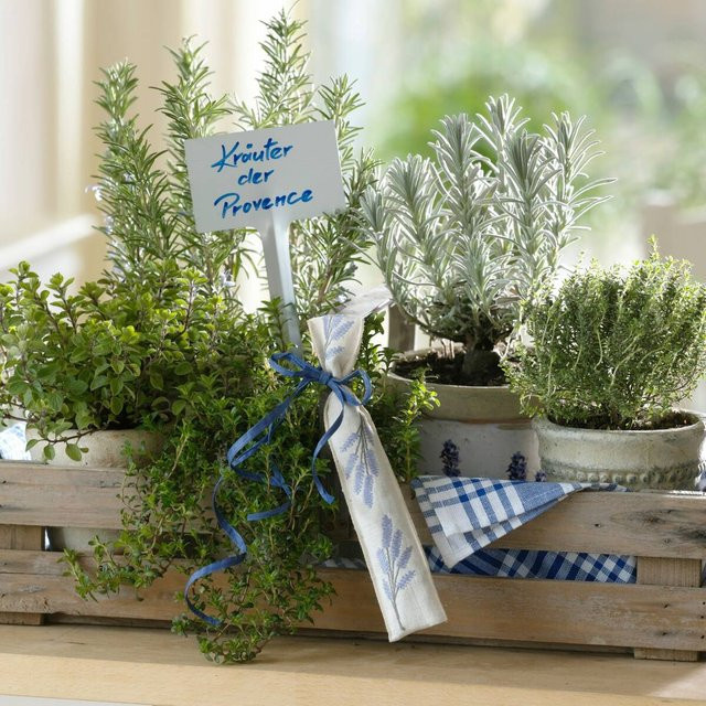 Küchenkräuter Kräuter der Provence Set mit 6 Pflanzen für die französische Küche - Bild 1