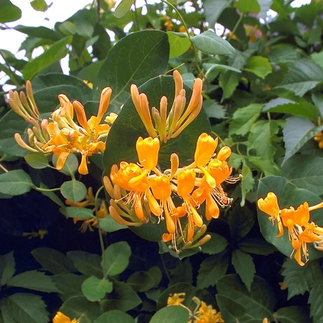 Lonicera tellmanniana Gold-Geißblatt in Gelb, Höhe: 40 - 60 cm, Topf-Durchmesser: 17 cm - Bild 1