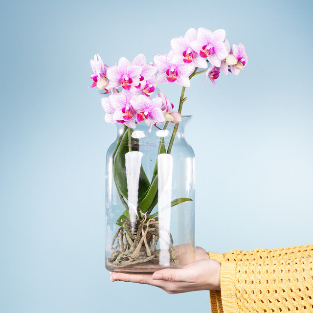 Blume2000 Zauberglas Topfpflanze in Pink, Weiß und Transparent mit Glastopf - Bild 1