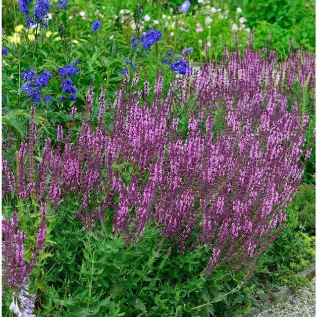 Salvia nemorosa Salbei Pink Friesland als mehrjährige Staudenpflanze für Staudenbeete, Steingärten und als Schnittblume - Bild 1