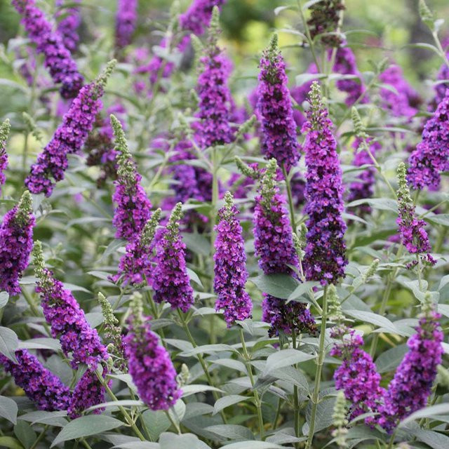 Schmetterlingsflieder Miss Violet ornamental Zierstrauch in Violett - Bild 1