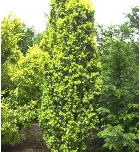 Gelbe Säuleneibe Taxus baccata Fastigiata Aureomarginata von Nr-01.de, Höhe: 60-80 cm - Bild 1