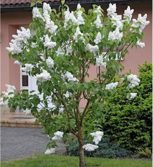 Fiederblättriger Flieder Syringa pinnatifolia in Weiß oder Pink, Höhe: 125-150 cm - Bild 1
