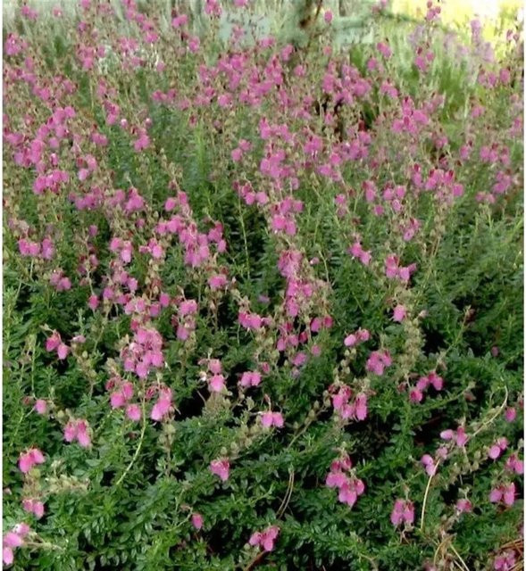 10x Irische Heide Arielle Daboecia cantabrica als Bodendecker in Pink und Violett - Bild 1