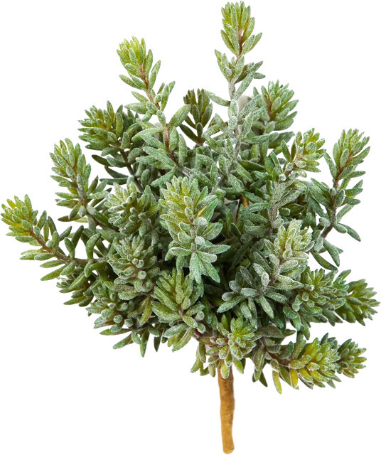 Künstliche Sedum Sukkulente von Aplanta, Höhe: 20 cm - Bild 1