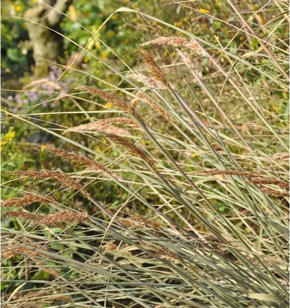 Goldbartgras Sorghastrum nutans als mehrjährige Zierpflanze für den Garten in Grün