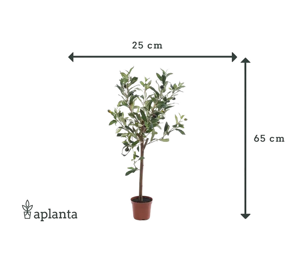 Künstlicher Olivenbaum Carina von artplants in Grün, Höhe: 65 cm - Bild 3