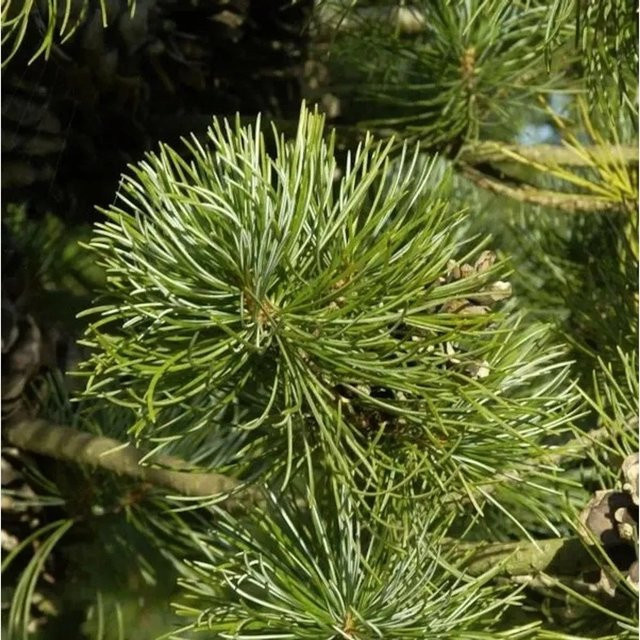 Blaue Zwerg Mädchen Kiefer Linda Pinus parviflora, Höhe: 27,5 cm - Bild 1