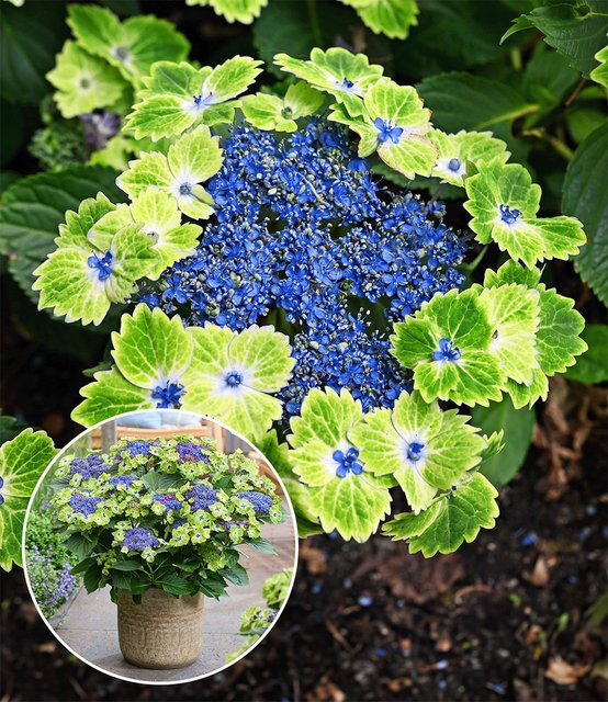 Freiland-Hortensie Magical Edgy Green - Bild 1