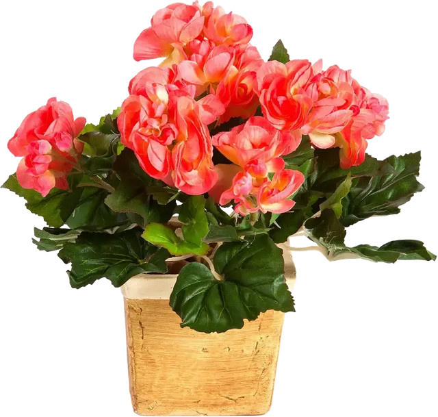 Künstliche Begonie artplants in Pink, Steckpflanze, Höhe: 20 cm - Bild 1