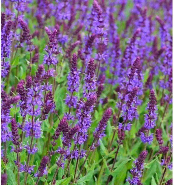 Salvia nemorosa Salbei Tänzerin - Violette mehrjährige Staude für Staudenbeete und Steingärten - Bild 1
