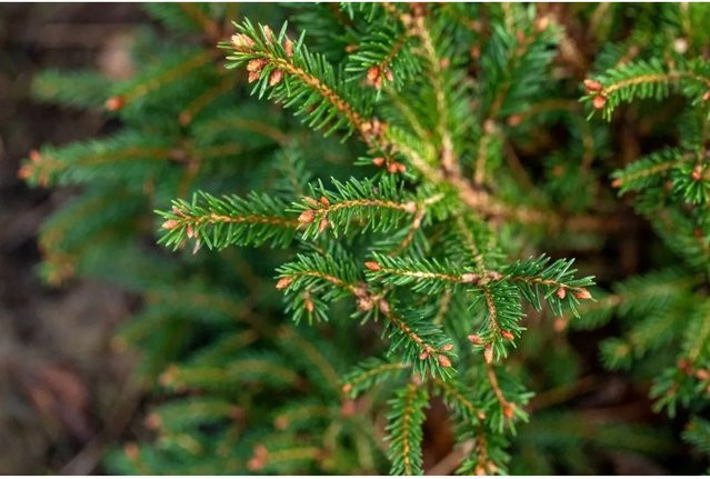 Picea Abies Pygmaea Zwergfichte als grüne Konifere für deinen Balkon oder Garten - Bild 1