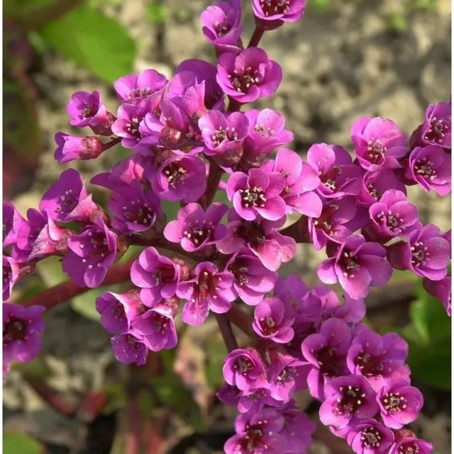Bergenie Winterglut Bergenia cordifolia als winterharte Staude und Bodendecker - Bild 1
