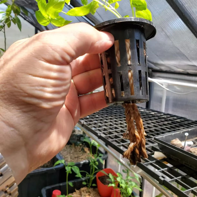 100er Pack Netzbecher mit breitem Rand für Hydrokultur, Aquaponik und Orchideen, Durchmesser: 4,5 cm - Bild 3
