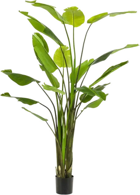 Künstliche Strelitzia Colin von Aplanta, Kunstbaum in Grün, Höhe: 235 cm - Bild 1