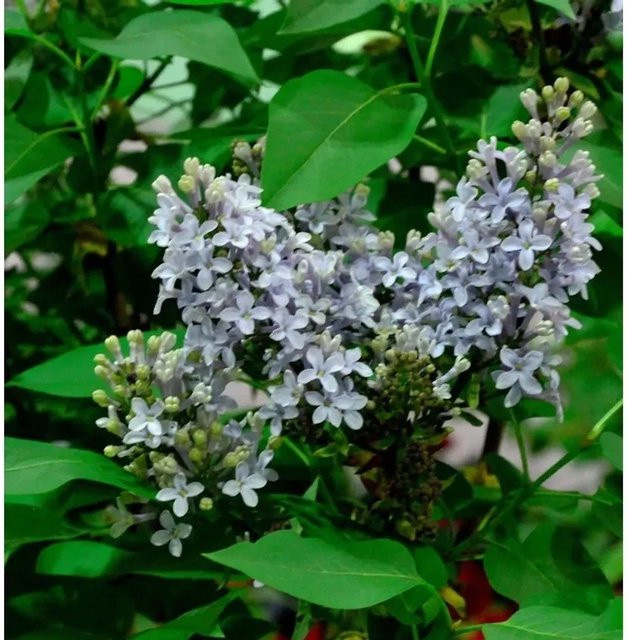 Edelflieder Amethyst Syringa vulgaris Kircher-Collection lila Strauch für den Garten - Bild 1