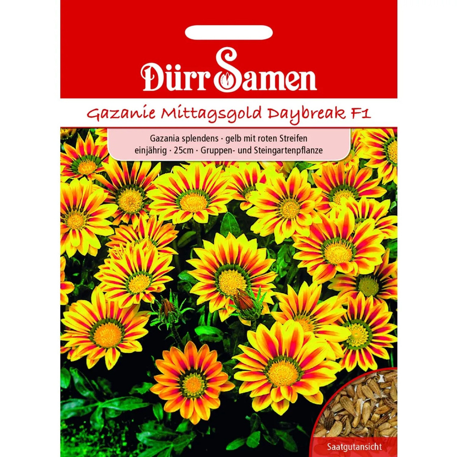 Dürr Gazania Daybreak Red Stripe F1 Einjähriges Saatgut für Blumenkästen und Steingärten - Bild 2