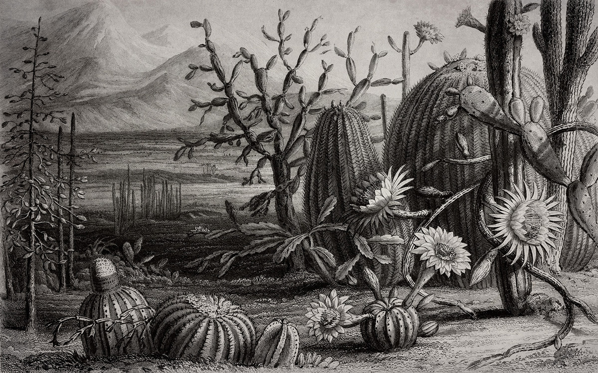 Rebel Walls Mural Cactus Garden Wandtattoo in Grau mit floralem Design - Bild 1