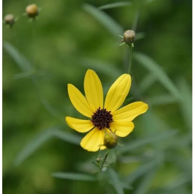 Coreopsis tripteris Hohes Schönauge gelbe mehrjährige Beetpflanze und Schnittpflanze von Nr-01.de - Bild 1
