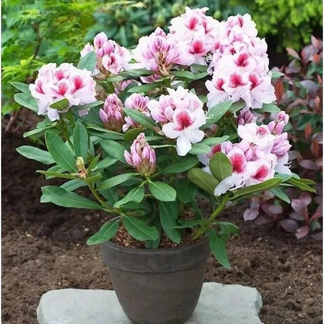 Großblumiger Rhododendron Belami Alpenrose in Pink, Höhe: 50-60 cm - Bild 1