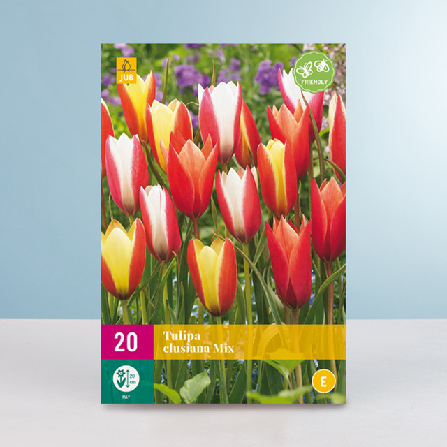 Botanischer Tulpen Clusiana Mix von BLUME2000 mit 20 Zwiebeln - Bild 1