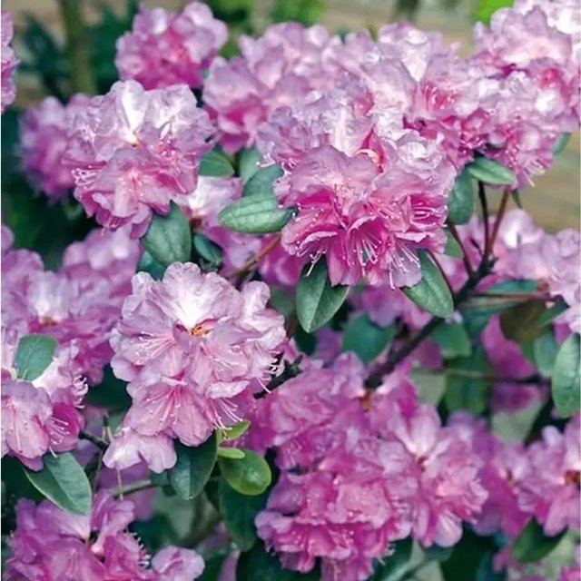 Zwerg Rhododendron P. J. Mezitt Rhododendron impeditum Alpenrose, Höhe: 30-40 cm - Bild 1