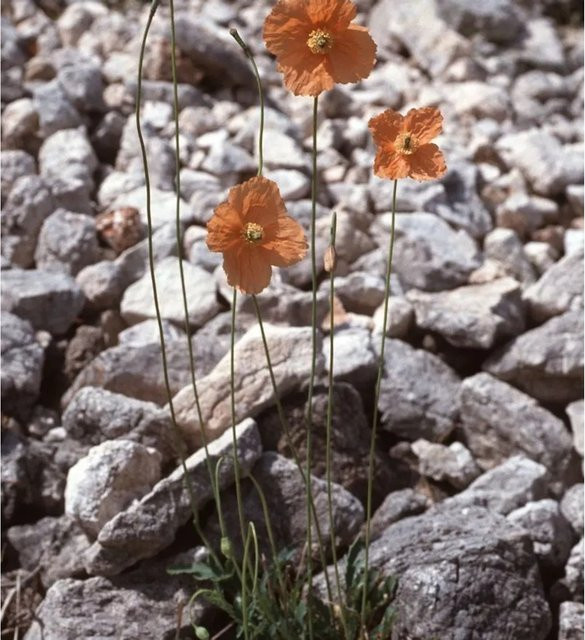 Spanischer Mohn Papaver rupifragum Nr-01.de orange mehrjährige Gartenpflanze im Topf - Bild 1
