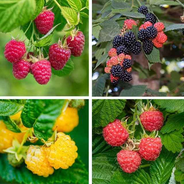 Bio-Himbeeren Set mit 4 Pflanzen für deinen Garten von Mein schöner Garten Shop - Bild 1