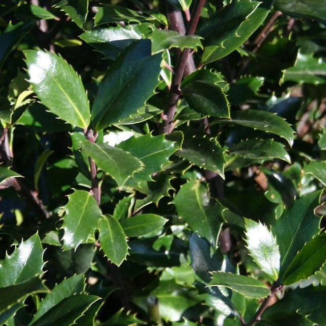 Arborix Stechpalme Heckenpracht Ilex meserveae als immergrüne Heckenpflanze im Container, Höhe: 40 bis 60 cm - Bild 1