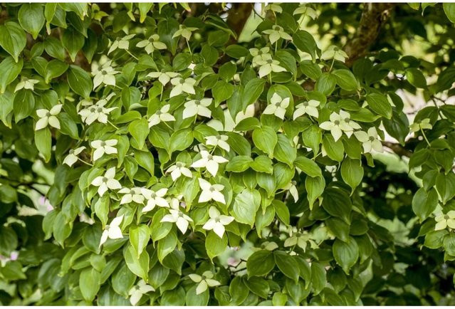 Chinesischer Blumen-Hartriegel Cornus Kousa Chinensis von Pflanzen für dich, Höhe: 80–100 cm - Bild 1