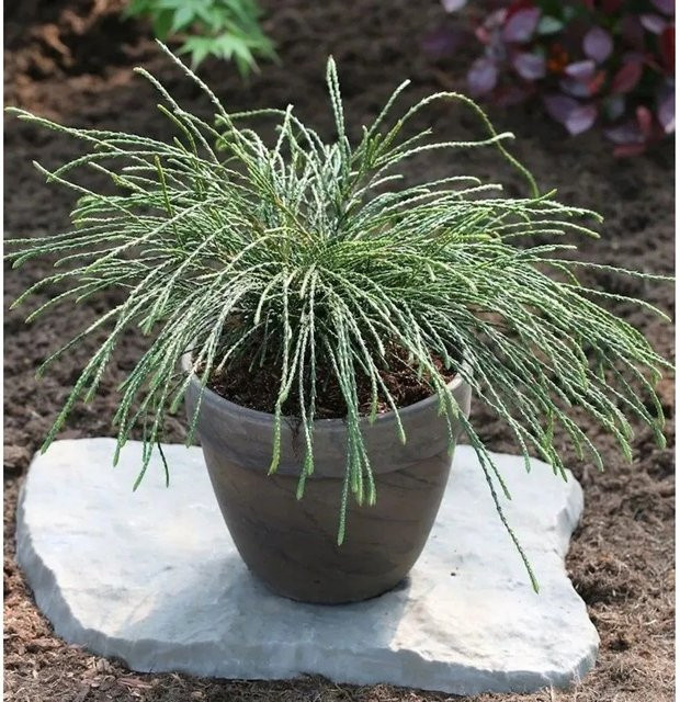 Thuja plicata Faden Lebensbaum Whipcord in Grün, Höhe: 40 cm - Bild 1