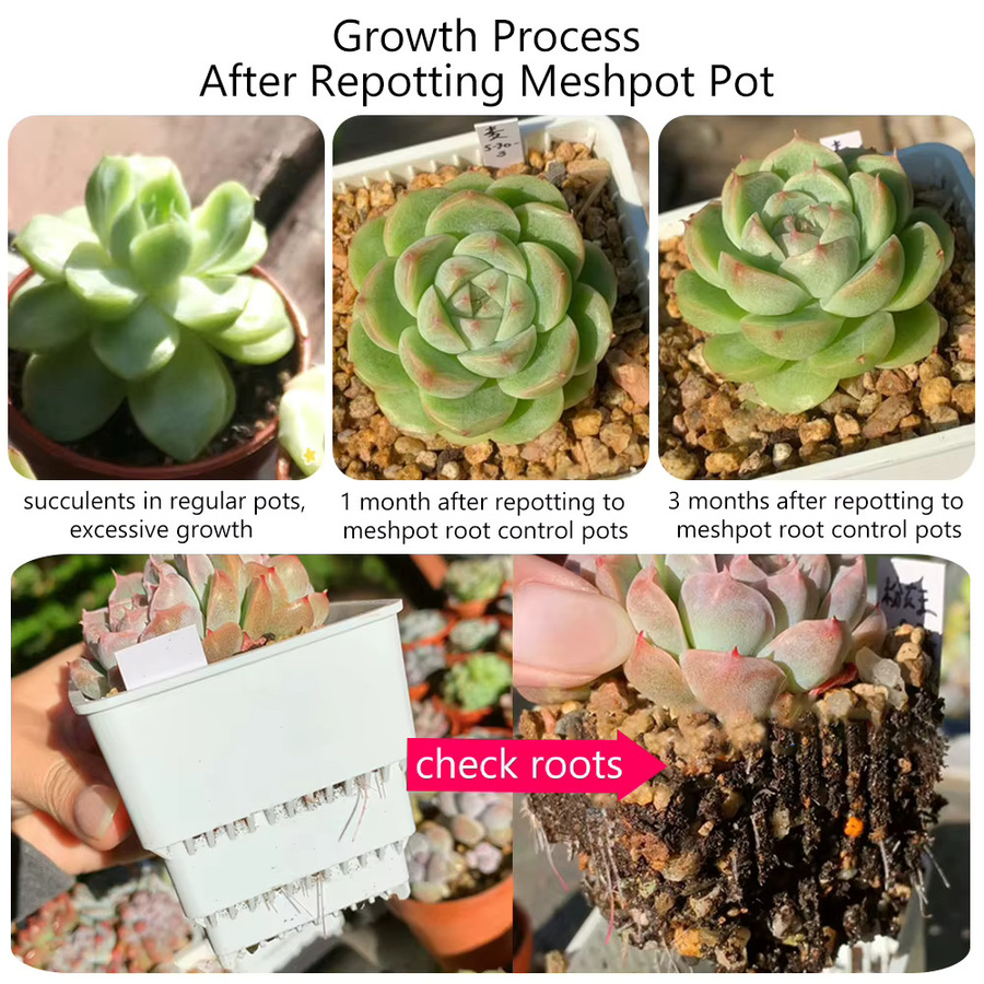 MESHPOT Sukkulententopf aus Kunststoff mit Löchern zur Wurzelkontrolle für Kakteen und Lithops, Weiß, 10 Stück - Bild 4